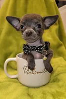 Lil TEACUP BLUE, a male Chihuahua for sale in Garland, TX – 4 of 6