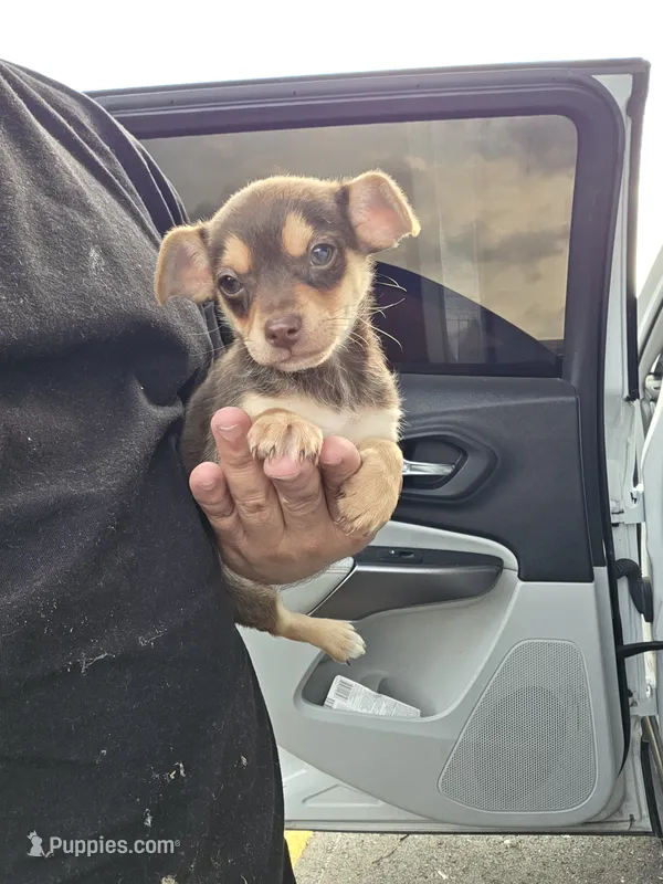 Winston, a male Chihuahua for sale in Dallas, TX – 1 of 10