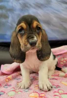 VILMA, a female Basset Hound for sale in Dallas, TX – 5 of 7