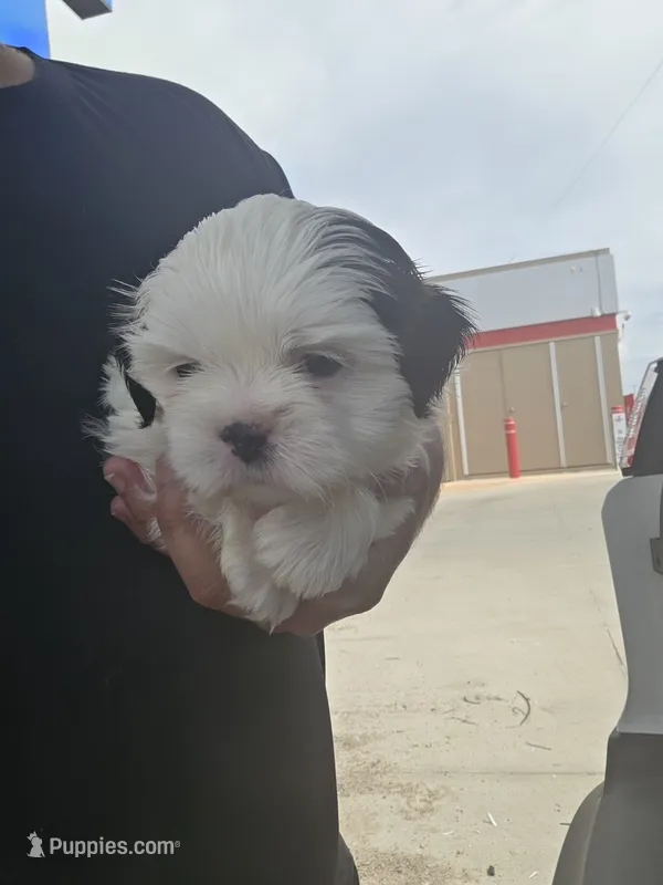 COCO  – Shih Tzu puppy for sale in Dallas, TX