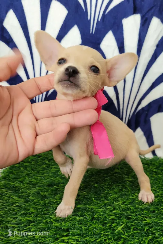 Margarita – Chihuahua puppy for sale in Bakersfield, CA