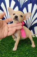Margarita, a female Chihuahua for sale in Bakersfield, CA – 1 of 2
