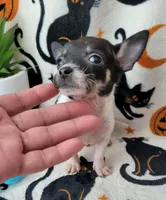 TEACUP BANDIT, a male Chihuahua for sale in Destin, FL – 3 of 4
