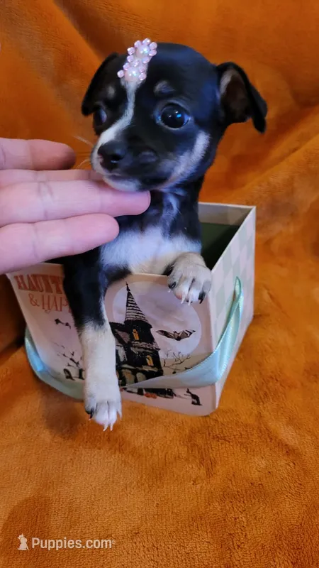 Sally – Chihuahua puppy for sale in Sacramento, CA