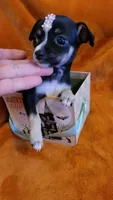 Sally, a female Chihuahua for sale in Fontana, CA – 1 of 3