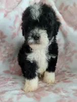 WINSTON , a male Poodle - Toy  for sale in Moreno Valley, CA – 1 of 5