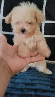 Lil JERRY, a male Maltipoo for sale in Moreno Valley, CA – 2 of 5