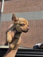 LONGHAIRED JERRY, a male Chihuahua for sale in Dallas, TX – 2 of 4