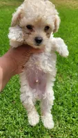 TEACUP TINY TIM, a male Poodle - Toy  for sale in Fontana, CA – 6 of 6