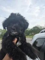 Zelda, a female Maltipoo for sale in Dallas, TX – Photo 2 of 2