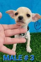 T-CUP TAQUITO, a male Chihuahua for sale in Dallas, TX – 1 of 4