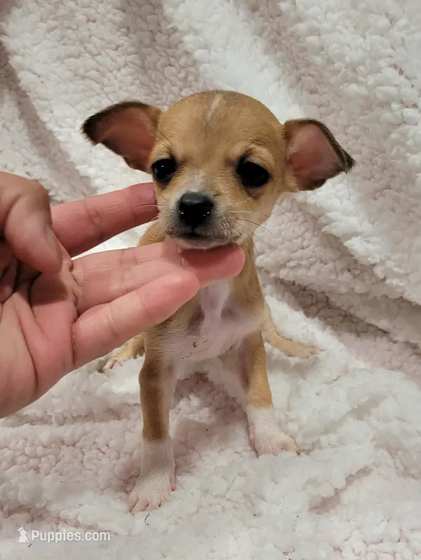 TAQUITO  – Chihuahua puppy for sale in Los Angeles, CA