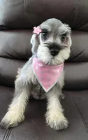 LADY, a female Miniature Schnauzer for sale in Elizabeth, NJ – 3 of 4