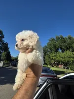 Max , a male Poodle - Toy  for sale in Dallas, TX – 3 of 4