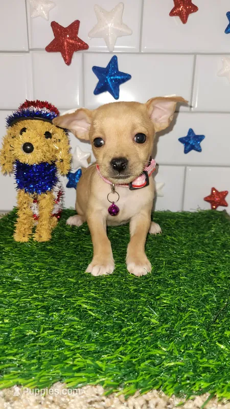 Mitzi – Chihuahua puppy for sale in Dallas, TX
