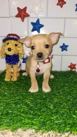 Mitzi, a female Chihuahua for sale in Dallas, TX – 1 of 1
