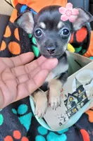 TEACU MOLLY, a female Chihuahua for sale in Mesquite, TX – 2 of 4