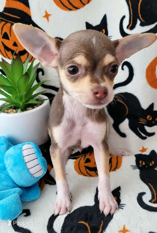 TEACUP SMITTY – Chihuahua puppy for sale in Fontana, CA