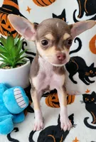 TEACUP SMITTY, a male Chihuahua for sale in Fontana, CA – 1 of 7