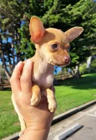 LIL TEACUP RED , a male Chihuahua for sale in Covina, CA – 4 of 8