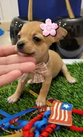 Molly, a female Chihuahua for sale in Dallas, TX – 4 of 4
