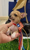 PACO, a male Chihuahua for sale in Dallas, TX – 1 of 6