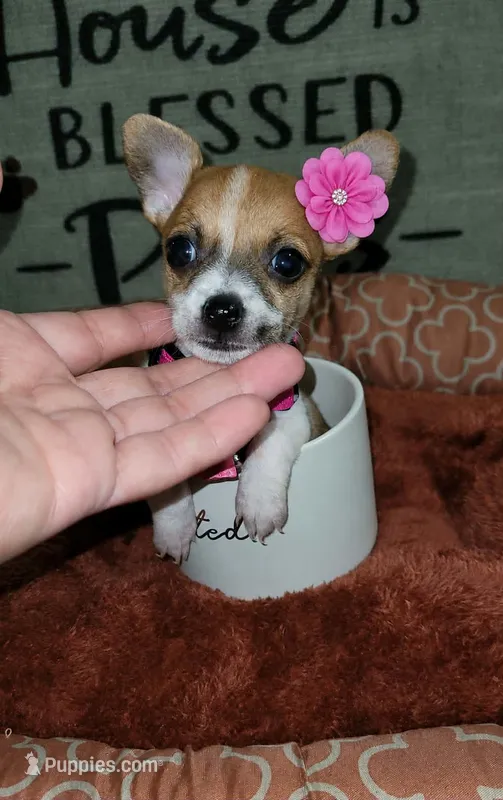 TEACUP LIL RITA – Chihuahua puppy for sale in Santa Barbara, CA