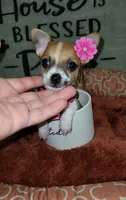 TEACUP LIL RITA, a female Chihuahua for sale in Santa Barbara, CA – 1 of 5