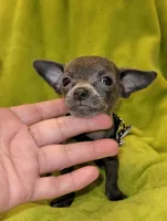 Lil TEACUP BLUE, a male Chihuahua for sale in Garland, TX – 2 of 6