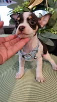 LUCAS, a male Chihuahua for sale in Dallas, TX – 3 of 4