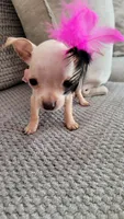 Lil TEACUP BELLA, a female Chihuahua for sale in Fontana, CA – 5 of 9