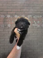 Spike, a male Pomeranian for sale in Dallas, TX – 3 of 5