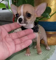 LIL TEACUP BANDIT, a male Chihuahua for sale in Katy, TX – 8 of 10