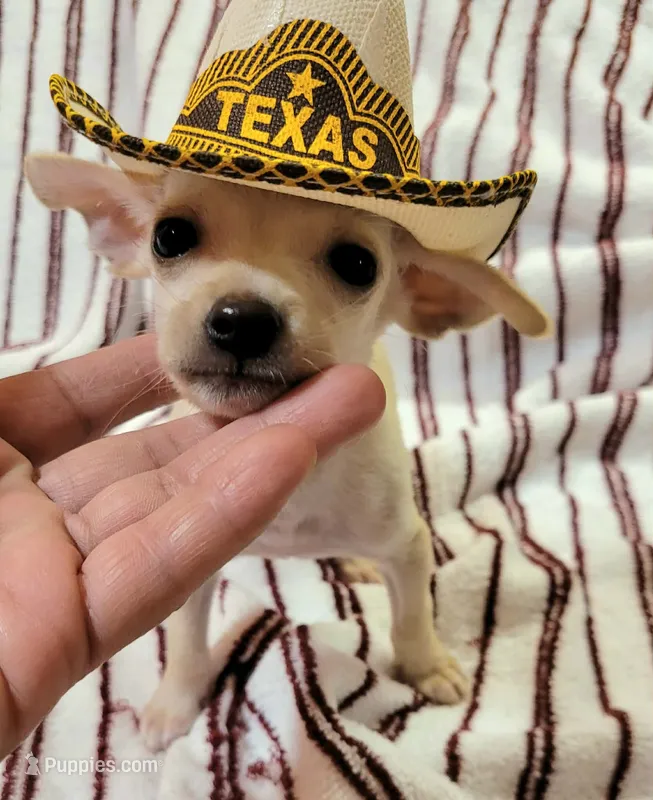 T-CUP TAQUITO – Chihuahua puppy for sale in Dallas, TX