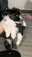 Sammy , a male Pomapoo and Yorkipoo for sale in Dallas, TX – 2 of 2