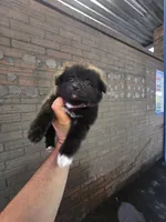 Spike, a male Pomeranian for sale in Dallas, TX – 2 of 5