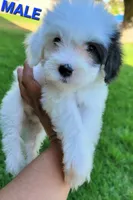 Max , a male Maltipoo for sale in Fontana, CA – 5 of 5