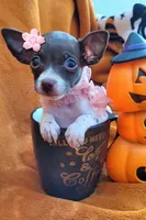 TEACUP ZELDA, a female Chihuahua for sale in Fontana, CA – 4 of 4