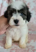 Max , a male Poodle - Toy  for sale in Moreno Valley, CA – 8 of 9
