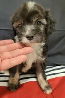 Mia, a female Maltipoo for sale in Fontana, CA – 2 of 2
