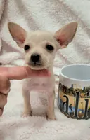 TEACUP MAX, a male Chihuahua for sale in Los Angeles, CA – 4 of 4