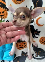 TEACUP SMITTY, a male Chihuahua for sale in Fontana, CA – 7 of 7