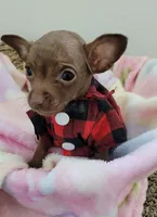 TEACUP Milo , a male Chihuahua for sale in Dallas, TX – Photo 2 of 2