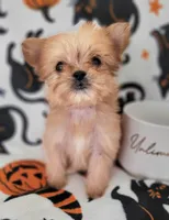 LIL TEACUP MORKIE 1, a male Morkie for sale in Moreno Valley, CA – 3 of 9