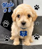 Max , a male Maltipoo for sale in Santa Barbara, CA – 2 of 4