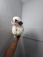 COCO , a male Shih Tzu for sale in Dallas, TX – 6 of 7