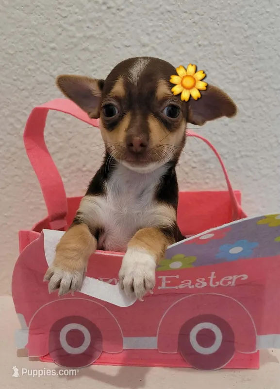 TEACUP PAM, a female Chihuahua for sale in Garland, TX – Photo 1 of 1