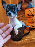 TEACUP BANDIT( DELIVERY AVAILABLE ), a male Chihuahua for sale in Arlington, TX – 6 of 6