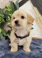 Benji, a male Maltipoo for sale in Garland, TX – 2 of 3