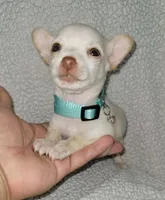 LIL TEACUP BARTOLITO, a male Chihuahua for sale in Fontana, CA – 6 of 8